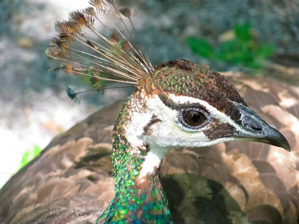 Peacock Poster featuring the photograph Peahen Crest by Colleen Kammerer