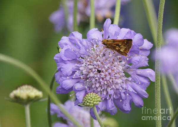 Peck's Skipper Poster featuring the photograph Peck's Skipper Butterfly on Pincushion Flower by Robert E Alter Reflections of Infinity