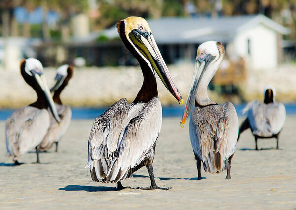 Pelican Poster featuring the photograph Pelican looking at you by Tammy Ray