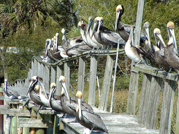 Pelican Poster featuring the photograph Pelican Party by Audrey Peaty