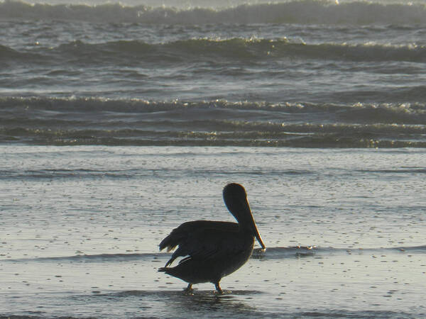 Seashore Poster featuring the photograph Pelican Silhouette by Deborah Ferree