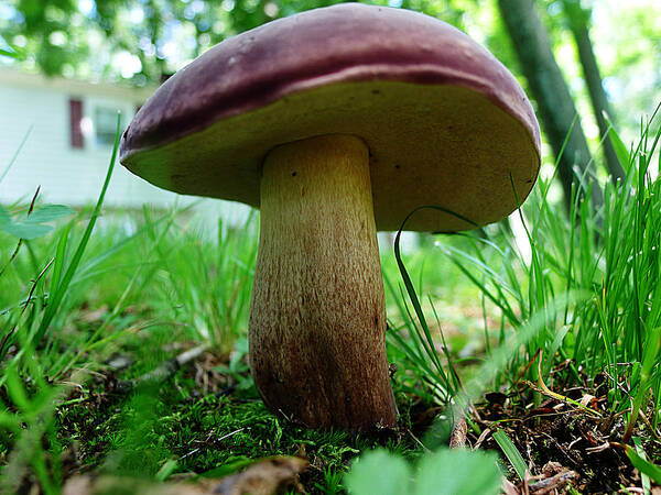 Mushroom Poster featuring the photograph Pennsylvania Woodland Fungi 2 by Richard Reeve