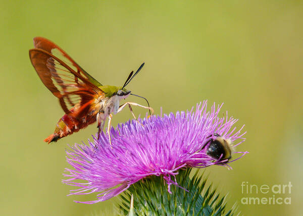 Landscape Poster featuring the photograph Perfect Hummingbird Moth by Cheryl Baxter