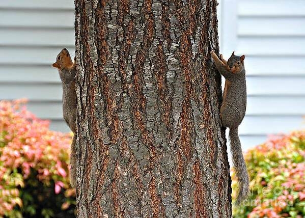 Squirrels Poster featuring the photograph Perfect Timing by Mindy Bench