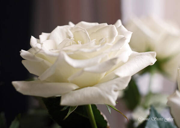 Roses Poster featuring the photograph Perfect White Rose by Connie Fox