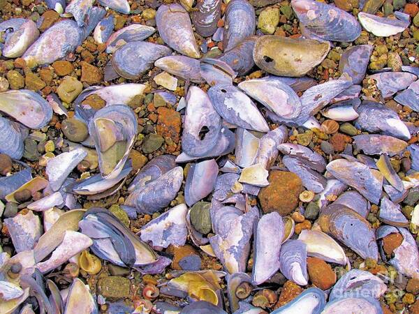 Shells Poster featuring the photograph Periwinkles Muscles and Clams by Elizabeth Dow