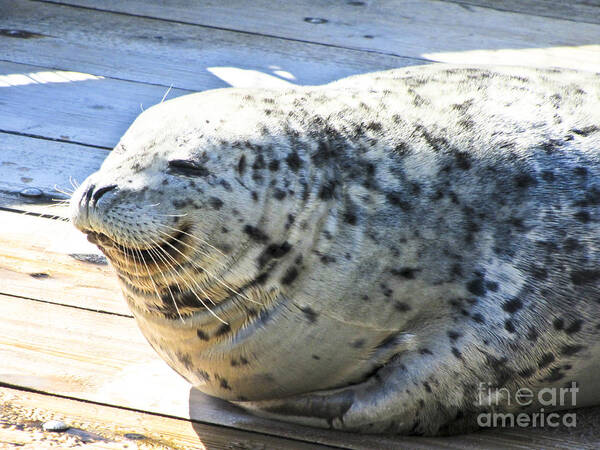 Seal Poster featuring the photograph Personality by Toni Somes