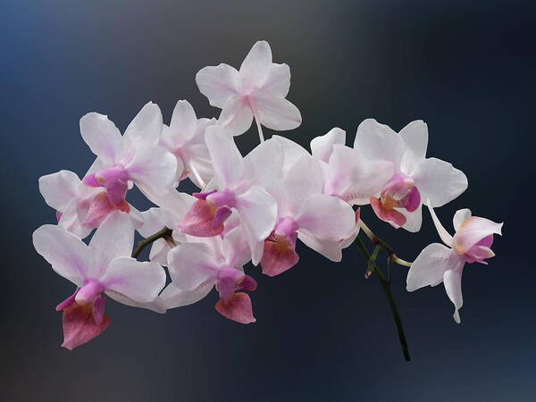 Orchid Poster featuring the photograph Phalaenopsis Orchids Twilight Rainbow by Susan Savad