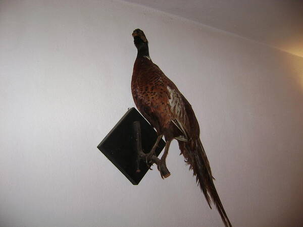 Birds Poster featuring the photograph Pheasant by Moshe Harboun