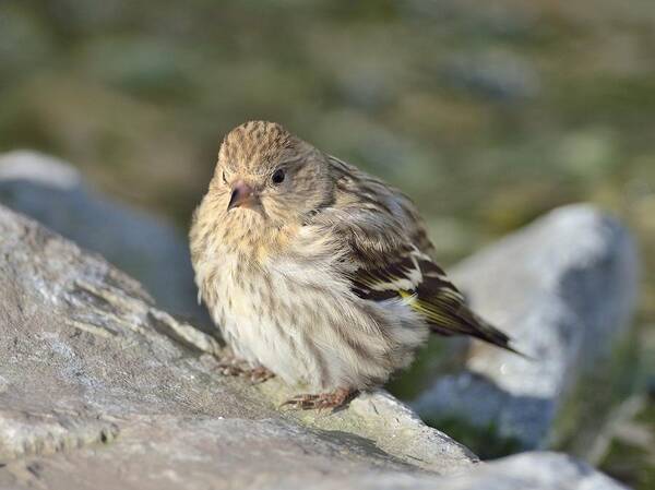 Pine Siskin Poster featuring the photograph Pine Siskin by Kathy King