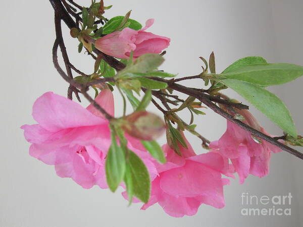 Floral Poster featuring the photograph Pink Azalia Branch 5 by Tara Shalton
