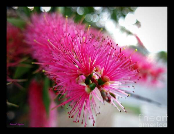 Pink Poster featuring the photograph Pink Bottlebrush Flower - Within Border by Leanne Seymour