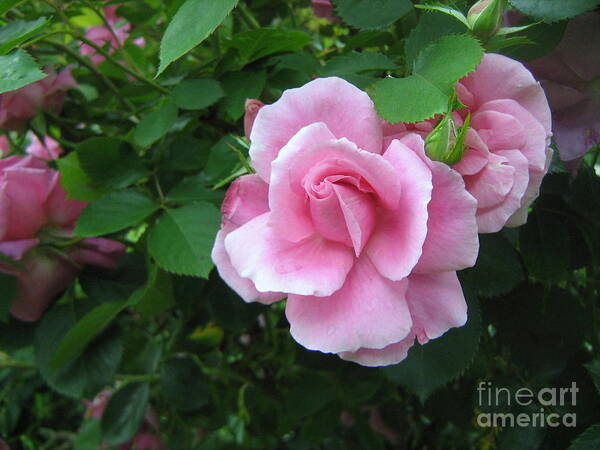 Rose Poster featuring the photograph Pink China Rose by Wendy Coulson
