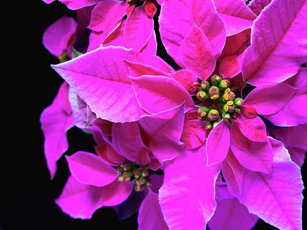Poinsettia Poster featuring the photograph Pink Christmas by Charles Lupica