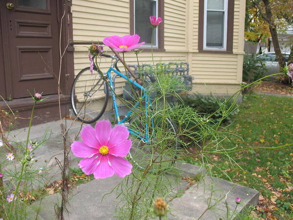 Flower Poster featuring the photograph Pink Flower Blue Bike by Alan Chandler