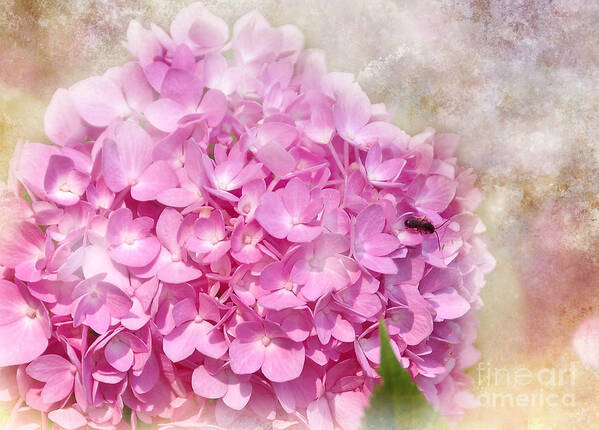 Flower Poster featuring the photograph Pink Hydrangea by Elaine Manley