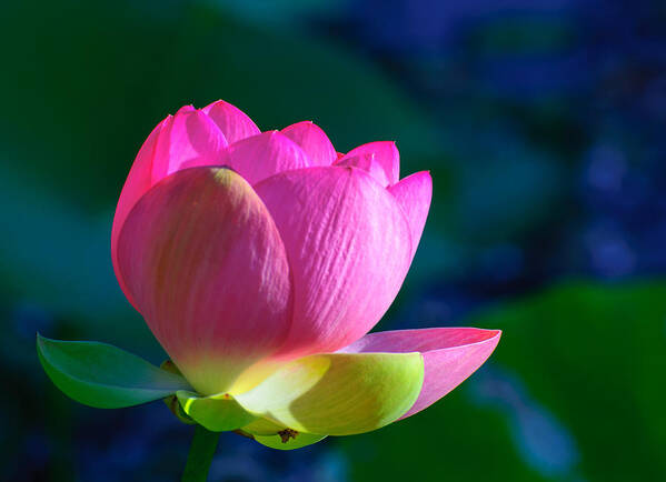 Water Lily Poster featuring the photograph Pink lily by John Johnson