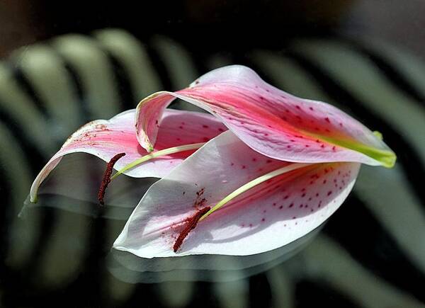 Lily Poster featuring the photograph Pink Oriental Lily Reassembled 2 by Andrea Lazar
