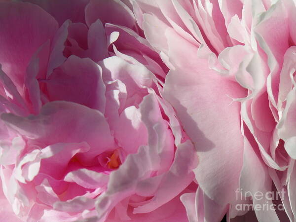Pink Peonies Poster featuring the photograph Pink Peonies by HEVi FineArt