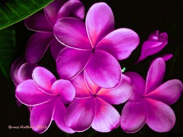 Pink Poster featuring the painting Pink Plumeria by Bruce Nutting