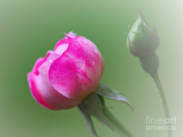 Pink Rose Poster featuring the photograph Pink Rose and Raindrops by Jeremy Hayden