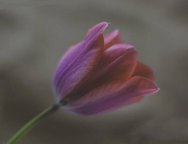 Pink Tulip Poster featuring the photograph Pink Tulip by Ron Roberts