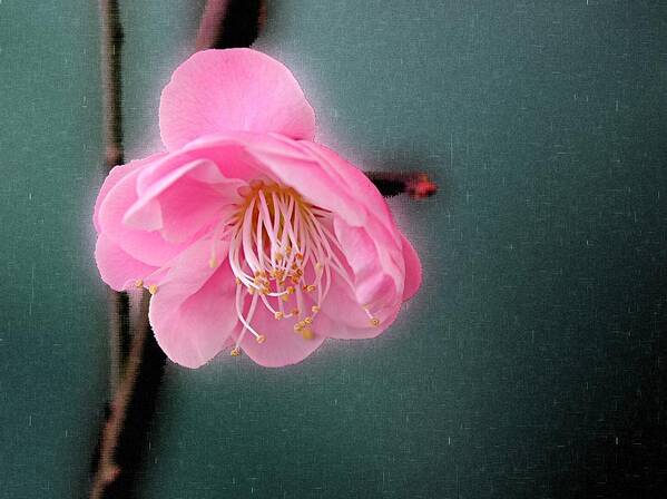 Flower Poster featuring the photograph Pink Ume by Mike Kling