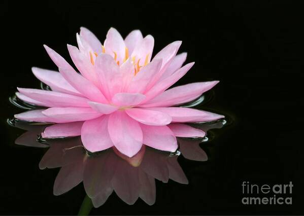 Pink Poster featuring the photograph Pink Water Lily in a Dark Pond by Sabrina L Ryan