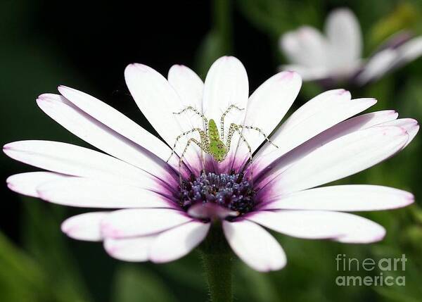 African Daisy Poster featuring the photograph Please Don't Jump On Me by Sabrina L Ryan