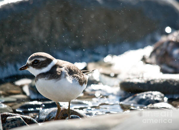  Poster featuring the photograph Plover in the water spray by Cheryl Baxter