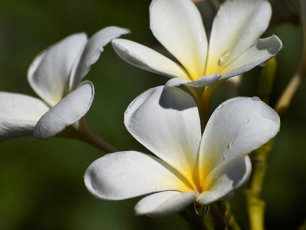 Plumeria Poster featuring the photograph Plumeria after a Rain by Steve Ondrus