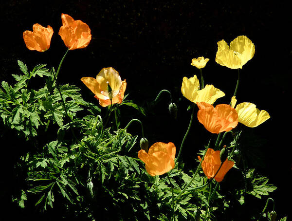 Poppy Poster featuring the photograph Poppies by Mark Egerton