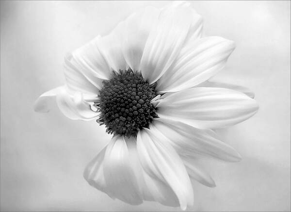 Daisy Poster featuring the photograph Portrait of a Daisy by Louise Kumpf