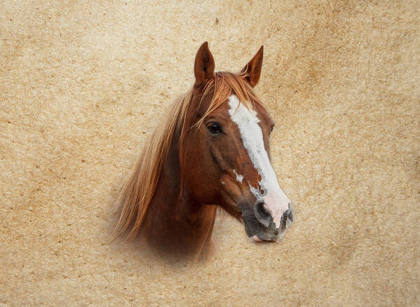 Paint Horse Poster featuring the photograph Portrait of a Mare Print by Doug Long