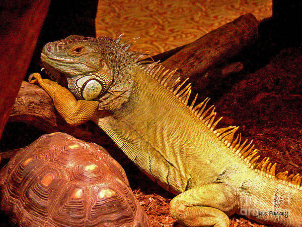 Reptiles Poster featuring the photograph Posing Iguana and friend by Jale Fancey