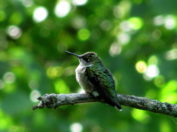 Hummingbird Poster featuring the photograph Posing Ruby Throat by Kimberly Mackowski