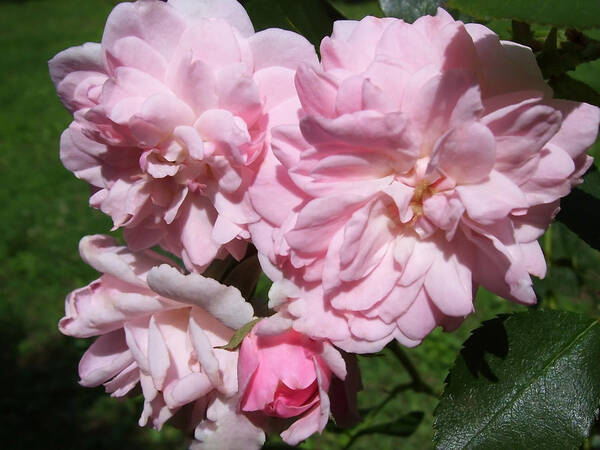 Pink Poster featuring the photograph Powder Puff Pink by Tammy Garner