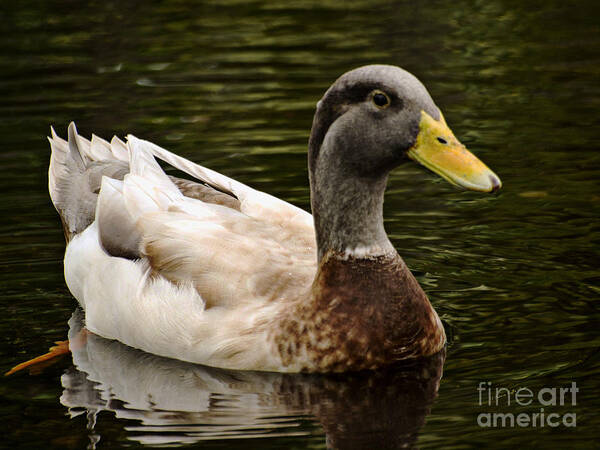 Fine Art Print Poster featuring the photograph Punaluu Beach Duck by Patricia Griffin Brett