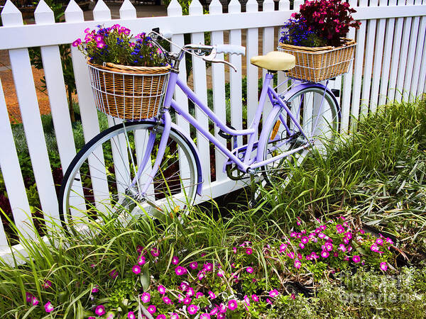 Bicycle Poster featuring the photograph Purple Bicycle and Flowers by David Smith