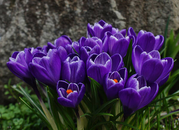 Crocus Poster featuring the photograph Purple Crocus by Ron Roberts