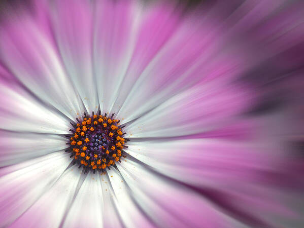 Flowers Poster featuring the digital art Purple Daisy by Nina Bradica