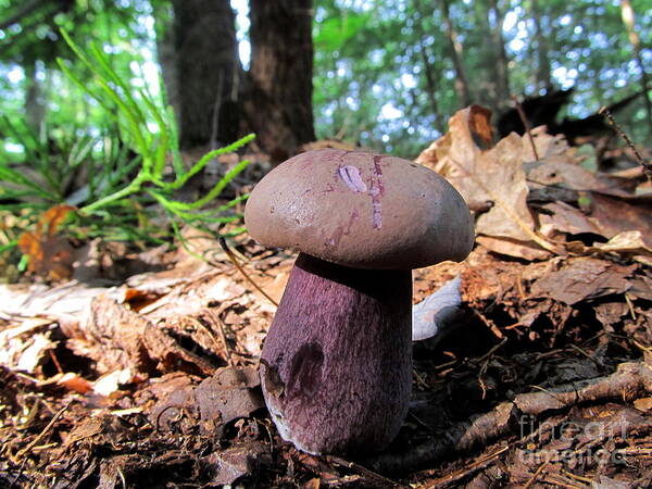 Purple Mushrooms Images Purple Fungi Photographs Forest Flora North American Mushrooms Appalachian Mushrooms Appalachian Biodiversity Appalachian Fungi Oldgrowth Forest Mushrooms Mature Forest Fungi Appalachian Flora Appalachian Purple Mushrooms Mid Atlantic Mushrooms Of Pennsylvania Fungi Pennsylvania Purple Mushrooms Large Purple Fungi Forest Profiles Forest Landscapes Poster featuring the photograph Purple Mushroom by Joshua Bales