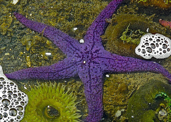 I Visited The Oregon Coast Aquarium And Photographed This. Later Poster featuring the digital art Purple Sea Star and Friends by Gary Olsen-Hasek