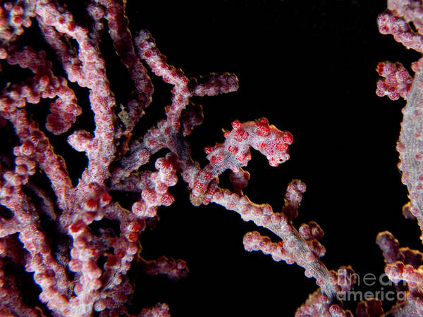 Animals Poster featuring the photograph Pygmy Seahorse by Joerg Lingnau