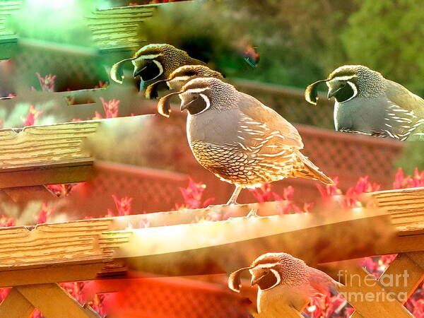 Photo And A Bit Of Digital Art Poster featuring the photograph Quail by Phyllis Kaltenbach