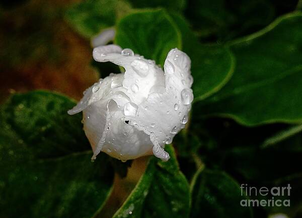 Quince Poster featuring the photograph Quince bud after rain by Amalia Suruceanu
