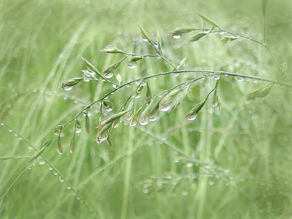 Grass Poster featuring the photograph Raindrops Falling on Green Grasses by Jennie Marie Schell