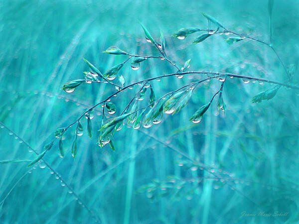Grass Poster featuring the photograph Raindrops Falling on Teal Blue Grasses by Jennie Marie Schell
