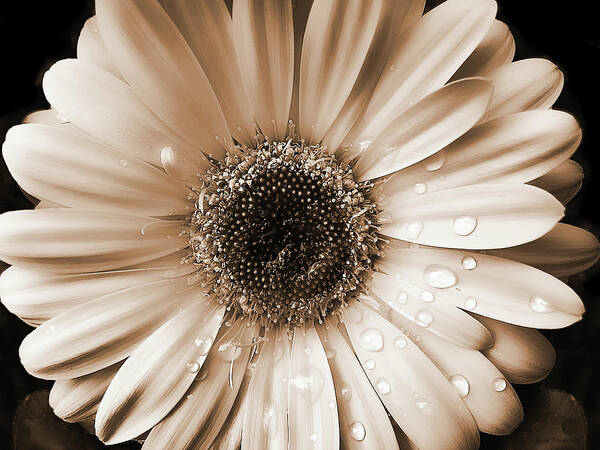 Daisy Poster featuring the photograph Raindrops on Gerber Daisy Sepia by Jennie Marie Schell