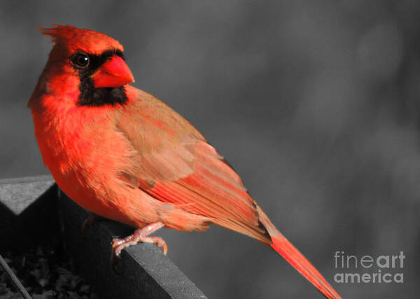 Cardinal Poster featuring the photograph Red Bird by Mim White